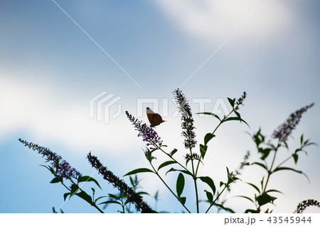 A butterfly on a flower with sky background 43545944