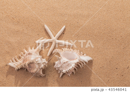 beach summer vacation background with starfish beach summer vacation background with starfish 43546041