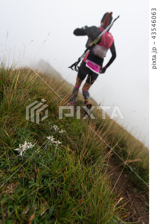 Flowers edelweiss on the path 43546063