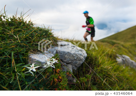 Flowers edelweiss on the path  43546064