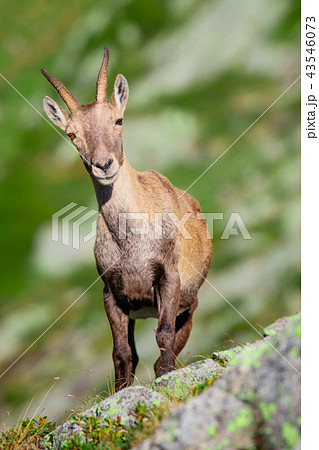 Ibex among the rocks and meadows  43546073