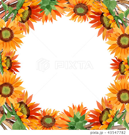 Watercolor orange sunflower flower. Floral botanical flower. Frame border ornament square. 43547782