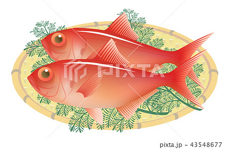 キンメダイ 金目鯛 白背景のイラスト素材