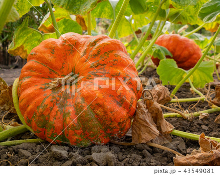 Fresh, ripe, pumpkins growing in field. 43549081