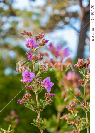 Osbeckia Stellata Ham flower 43549420