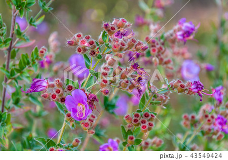 Osbeckia Stellata Ham flower Osbeckia Stellata Ham flower 43549424