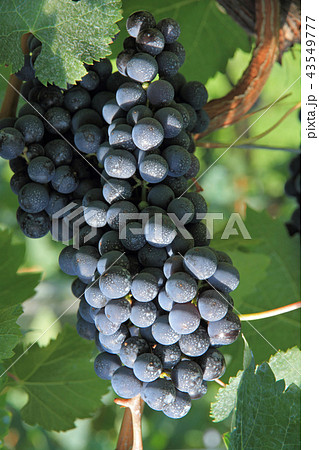 ワイン用ブドウ　メルロ 43549777