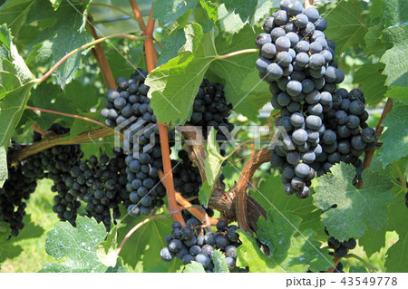 ワイン用ブドウ　メルロ 43549778