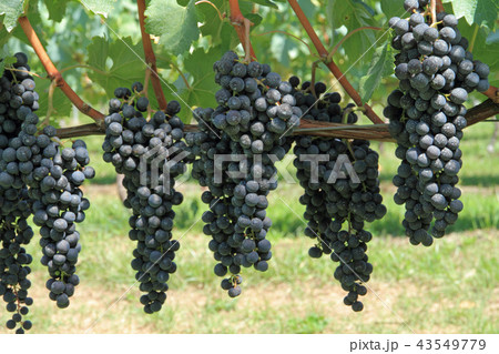 ワイン用ブドウ　メルロ 43549779
