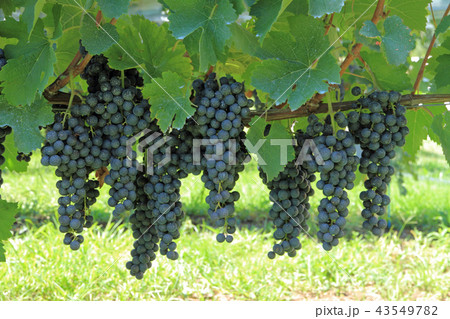 ワイン用ブドウ メルロ ワイン用ブドウ メルロ 43549782