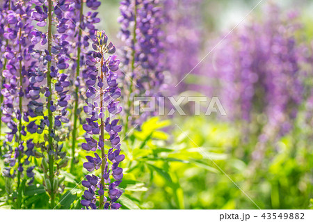 Blooming lupine flowers. A field of lupines. Sunlight shines on plants 43549882