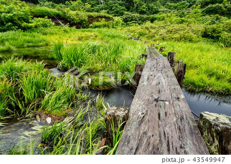 シラタマノキ湿原泥炭地 シラタマノキ湿原泥炭地 43549947
