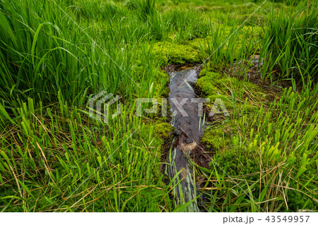シラタマノキ湿原泥炭地 シラタマノキ湿原泥炭地 43549957
