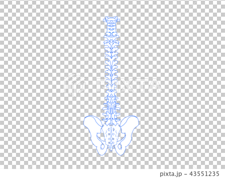 Spine and pelvis (back) Spine and pelvis (back) 43551235
