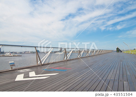 横浜　大さん橋　くじらのせなか 43551504