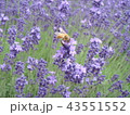 富良野のラベンダー畑と蜂 43551552