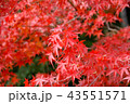 紅葉 43551571