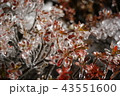 凍った植物 43551600