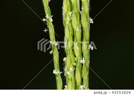 自然 植物 メヒシバ、目立ちませんがイネ科らしい花が咲いています 自然 植物 メヒシバ、目立ちませんがイネ科らしい花が咲いています 43551629