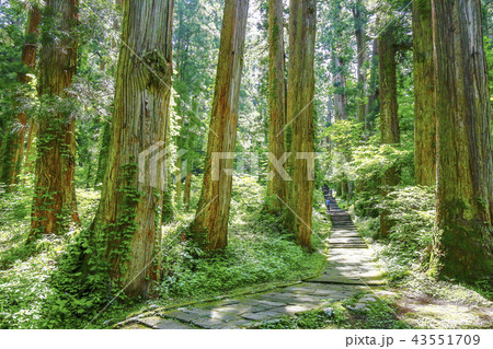 出羽三山　山形県　羽黒山五重塔 43551709