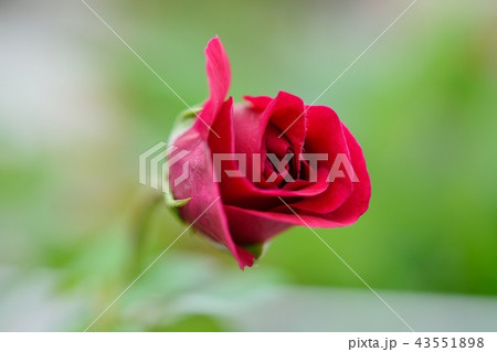 赤いバラ ダブルノックアウト の写真素材