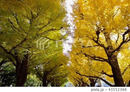 外苑前の銀杏並木 外苑前の銀杏並木 43552366