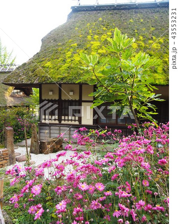 コスモスと茅葺屋根 コスモスと茅葺屋根 43553231