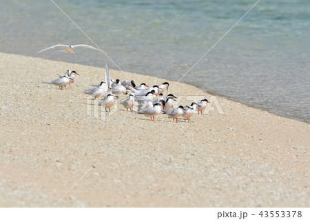 宮古島／夏の風景 43553378