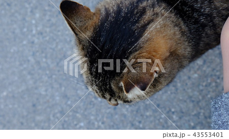ねこ 43553401