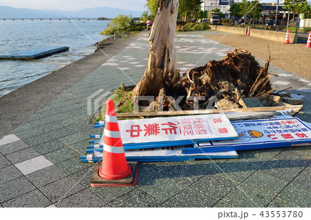 台風被害 大木の倒壊 台風被害 大木の倒壊 43553780