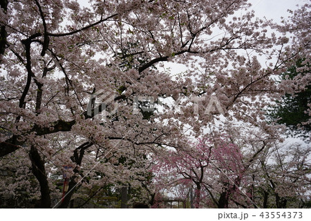春の盛岡城跡公園 43554373