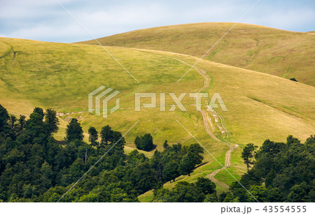 beech forest on rolling hills of mountain ridge beech forest on rolling hills of mountain ridge 43554555