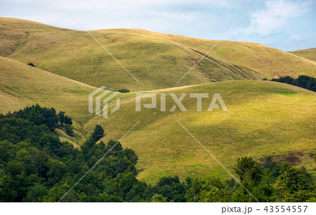beech forest on rolling hills of mountain ridge 43554557
