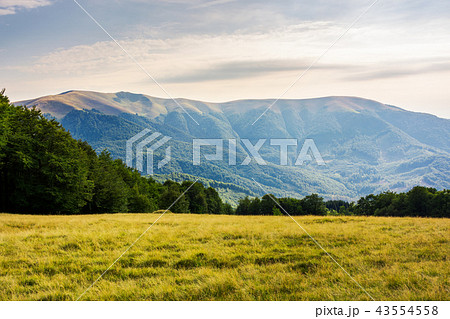 grassy glade among the forest in mountains 43554558