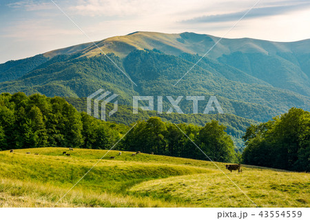 beautiful mountainous countryside afternoon 43554559