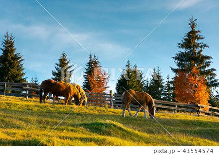three horses grazing on a hill three horses grazing on a hill 43554574