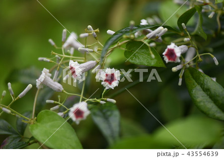 雨の中のヘクソカズラ 43554639