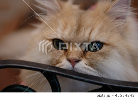 猫　キャット　ねこ　ネコ　瞳　目　ペット 43554845