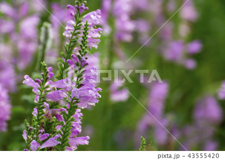 花虎の尾 花虎の尾 43555420