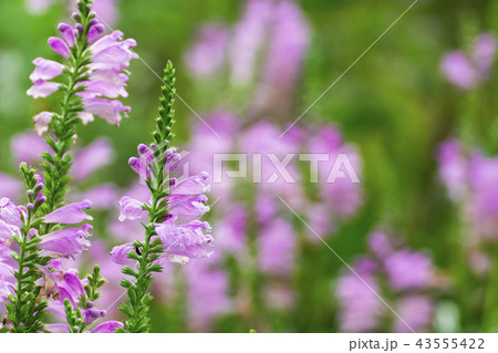 花虎の尾 花虎の尾 43555422