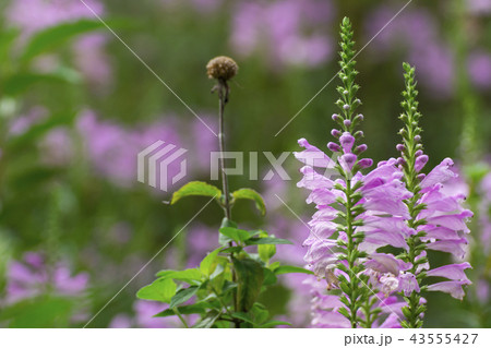 花虎の尾 花虎の尾 43555427