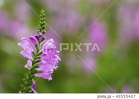 最高の虎の尾 花 すべての美しい花の画像