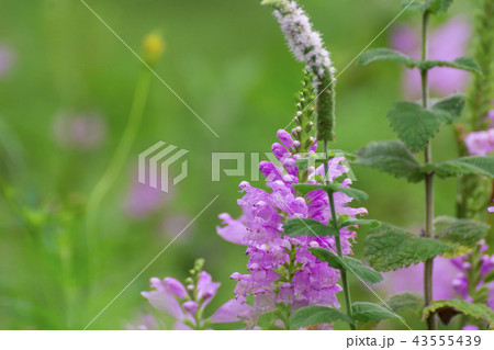 花虎の尾 花虎の尾 43555439