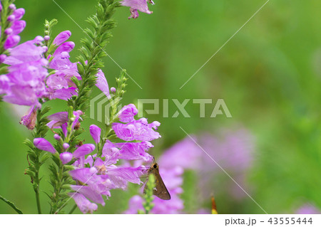 花虎の尾 花虎の尾 43555444