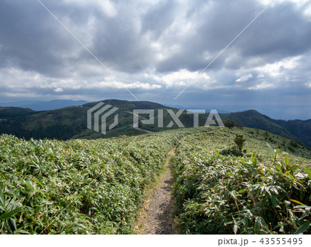 【伊豆半島】秋の高原風景【伊豆山稜線歩道・だるま山周辺】 43555495