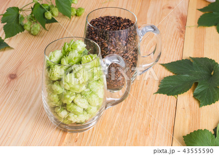 Cones of hops and chocolate malt in glass mug 43555590