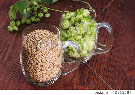 Cones of hops and pale caramel malt in glass mug Cones of hops and pale caramel malt in glass mug 43555597