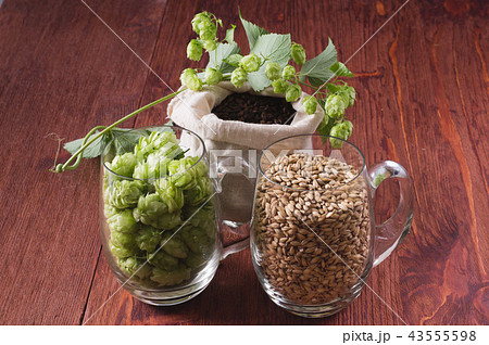 Cones of hops, pale caramel malt in glass mugs Cones of hops, pale caramel malt in glass mugs 43555598