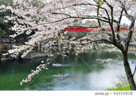 新城市桜淵公園 豊川にかかる笠岩橋と満開の桜の写真素材