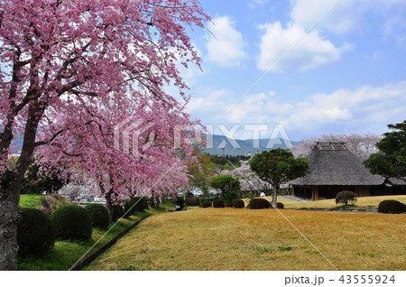 新城市桜淵公園 釜屋建民家と満開の枝垂れ桜の写真素材